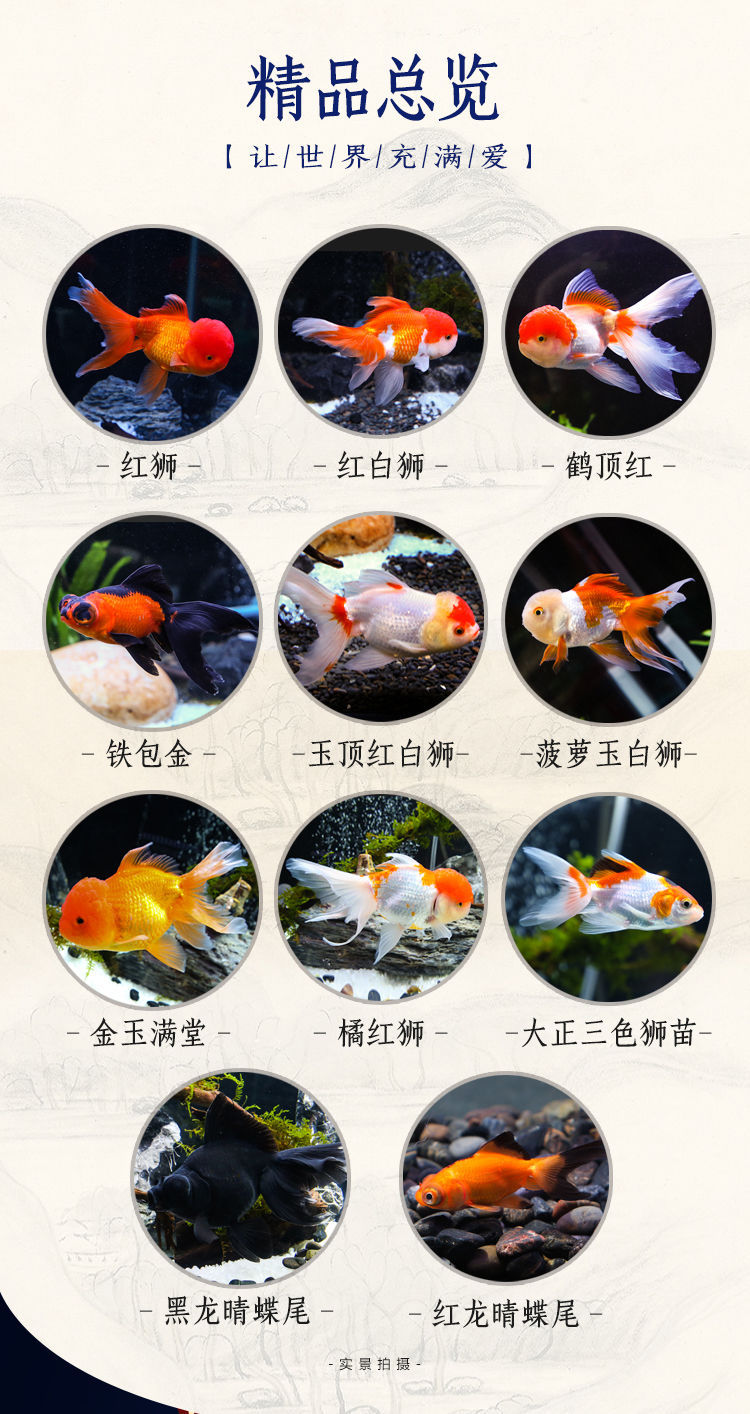 金鱼的品种及图片名称图片