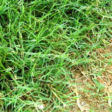 巴根草种子护坡草籽爬地草绊根草护坡种籽铁线草固土草坪种孑