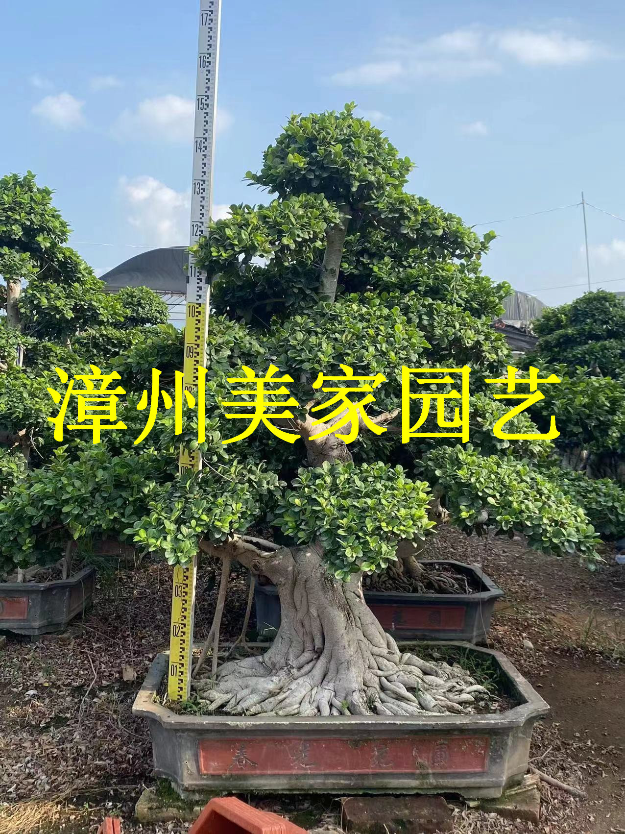 四川小叶榕桩头 贵州造型小叶榕批发 重庆小叶榕树桩 广西细叶榕