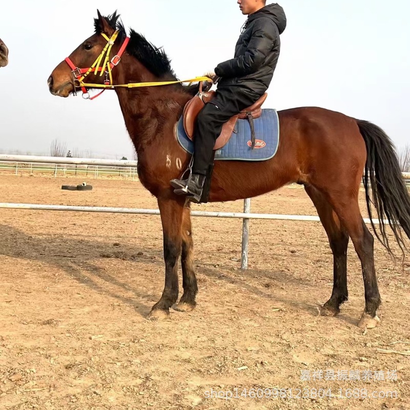 矮马出售哪种马可以拉车 蒙古马马驹半血马马驹 纯血马马驹多少钱