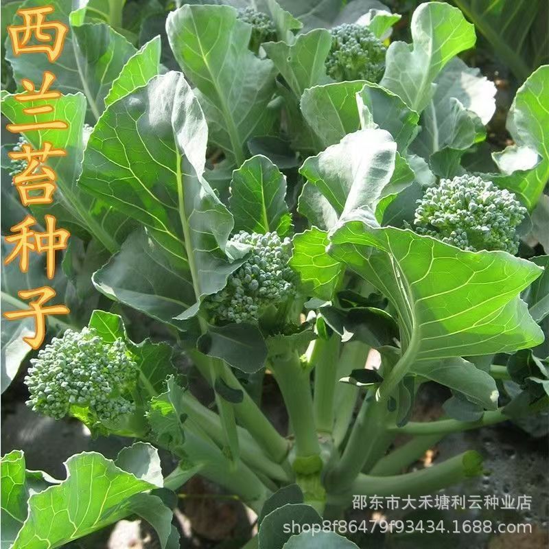 西兰苔种子西洋芥兰种籽小西蓝花芥蓝菜苔菜心四季播种蔬菜籽大全