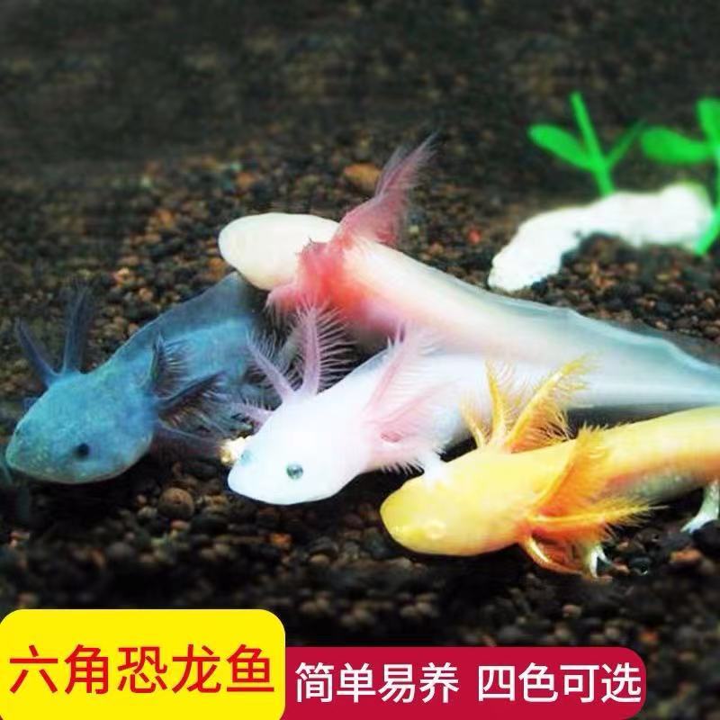 淡水冷水鱼六角恐龙鱼观赏鱼蝾螈宠物鱼苗两栖鱼水族爬行活鱼活体