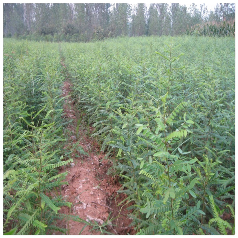 批发皂角树苗 一年两年皂角树价格2-12公分皂角树行道风景防护树