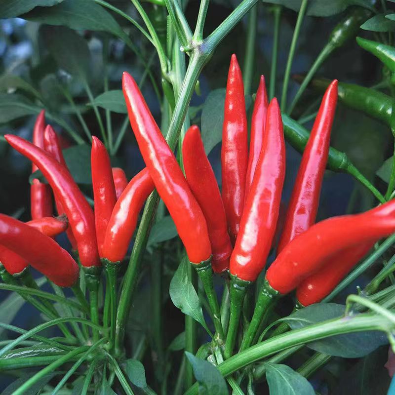 辣椒苗朝天椒 青线椒秧苗 薄皮青椒螺丝椒阳台地载盆栽春夏季种植