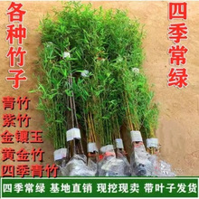 耐寒竹子苗庭院四季青竹紫竹盆栽篱笆竹苗地栽绿化别墅围墙