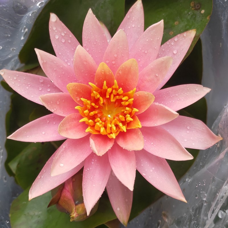 水培盆栽植物香水莲 迷你睡莲盆栽睡莲种块 多色混合发货