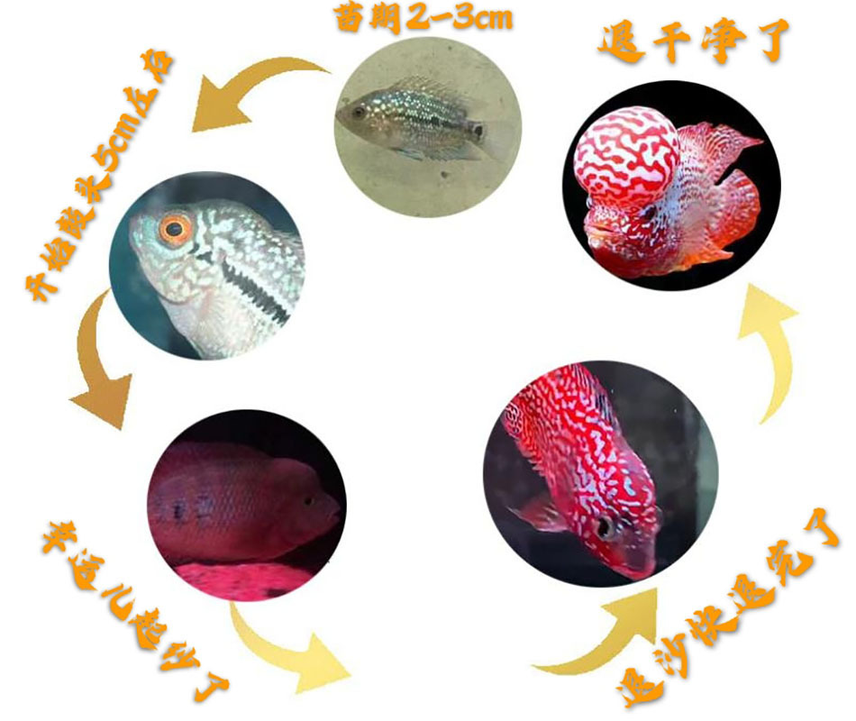 罗汉鱼2cm苗挑选图片