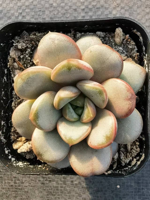 姬葡萄 单头 多肉植物基地直销量大从优4-5cm