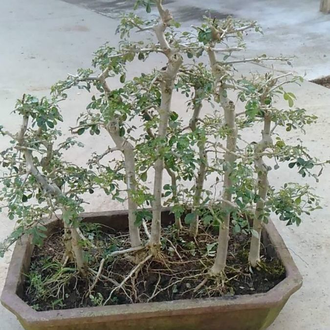 【对节白蜡丛林组】对节白蜡微小型盆景盆栽素材熟桩绿植组合