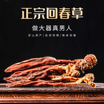 回春草野生顶天柱云南深山草苁蓉不老草持男久肾泡酒料回心草