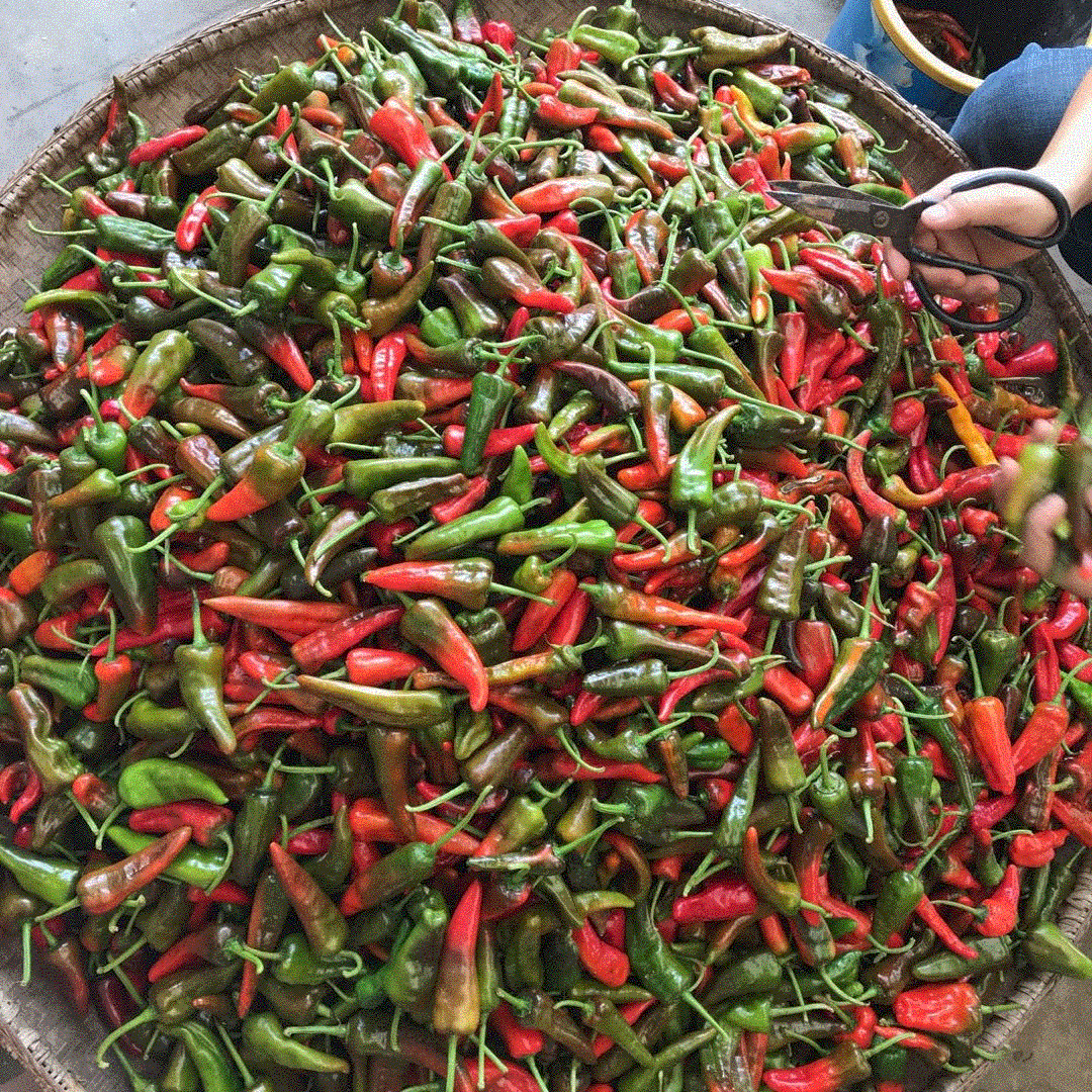 鲜红土辣椒农家老品种小土辣椒红辣椒鲜红辣椒红尖椒做酱剁椒包邮