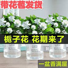 栀子花盆栽花卉植物室内花阳台带花苞绿植盆栽好养活四季开花植物