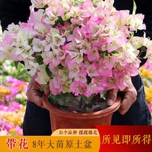 重瓣红三角梅花盆栽带花三角梅特价爬藤老桩室内花卉阳台四季清仓