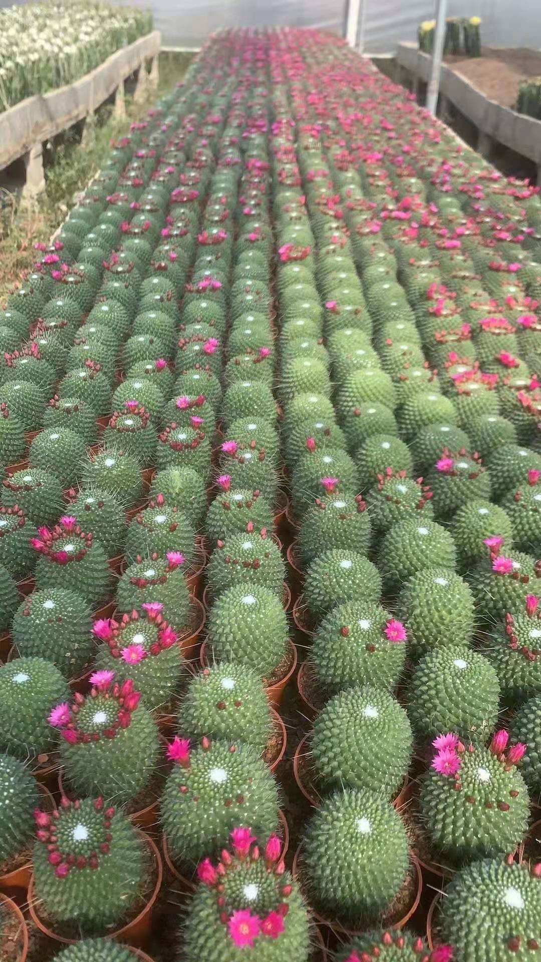 【基地直供】仙人球盆栽 居家花卉绿植盆栽 净化空气 无刺白珠