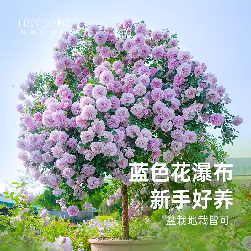 蓝色阴雨棒棒糖树状月季花树苗特大花玫瑰四季阳台庭院浓香可垂吊