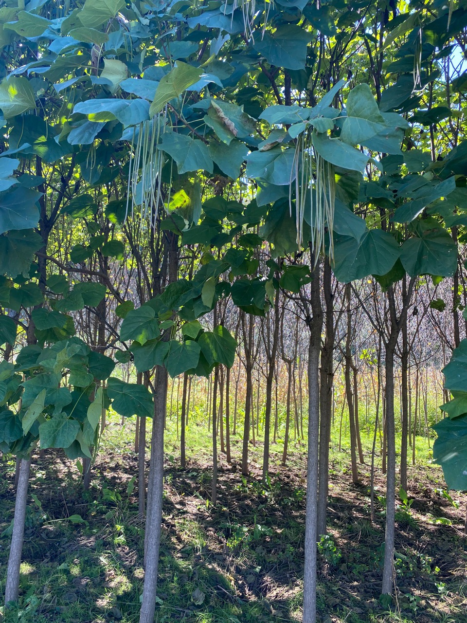 东北园林绿化行道树 梓树 梧桐树乡村风景树苗-阿里巴巴