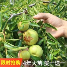 枣树苗嫁接沾化冬枣树苗南北方种植特大青枣红脆大枣树苗当年结果