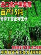 牧草种子 一年生黑麦草种子 蓝标草种 白标草籽 量大优惠货到付款