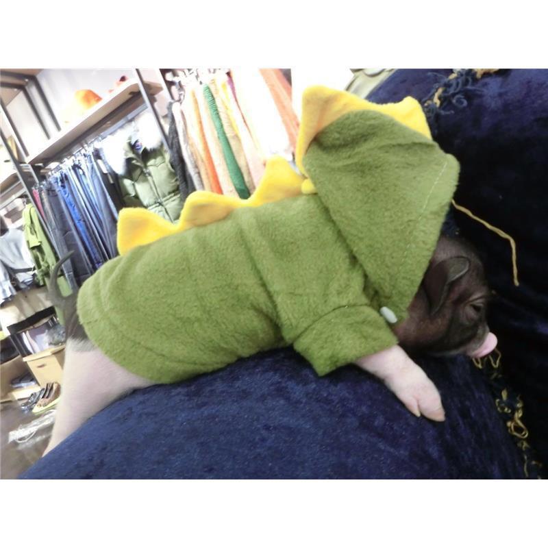 泰国小香猪衣服 宠物猪衣服  小香猪衣服 小香猪用品 四季款