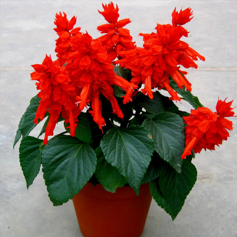 盆栽今日报价走势分析-大丽花植物观花室内小盆栽装饰花-阿里巴巴