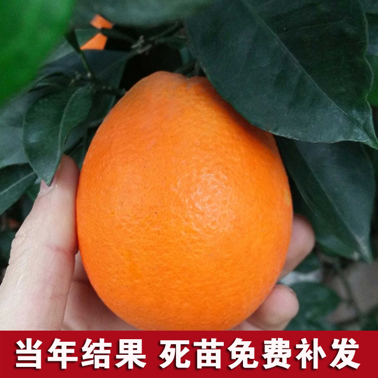 批发脐橙苗纽荷尔脐橙苗嫁接橙子树苗南方北方种植果树果苗当年结