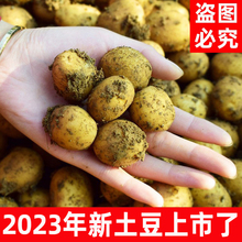 【2023年新货】农家自种老品种恩施黄心迷你新鲜小土豆洋芋马铃薯