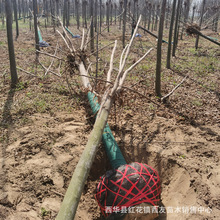 栾树种植基地 绿化苗木南栾树 会开花黄山栾供应10公分12公分栾树