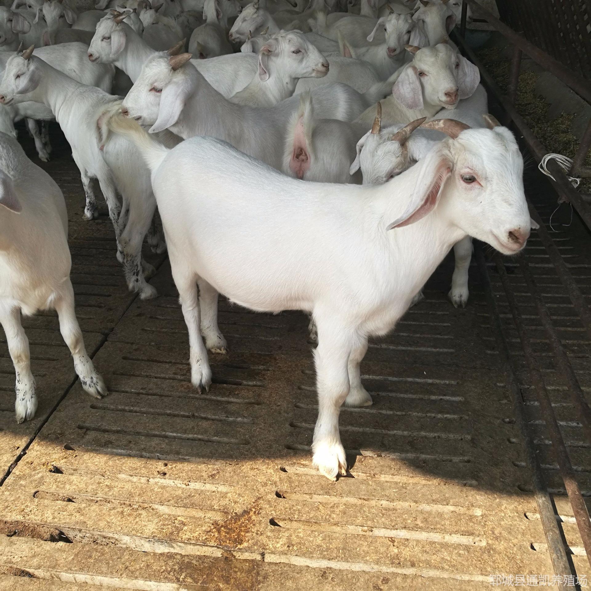 出售 美国白山羊 四十斤至五十斤白山羊羔 批发白山羊