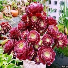 法师多肉老桩红覆物美法师铜壶盆栽黑杜莎一轮一拍巨型绿植物缀化