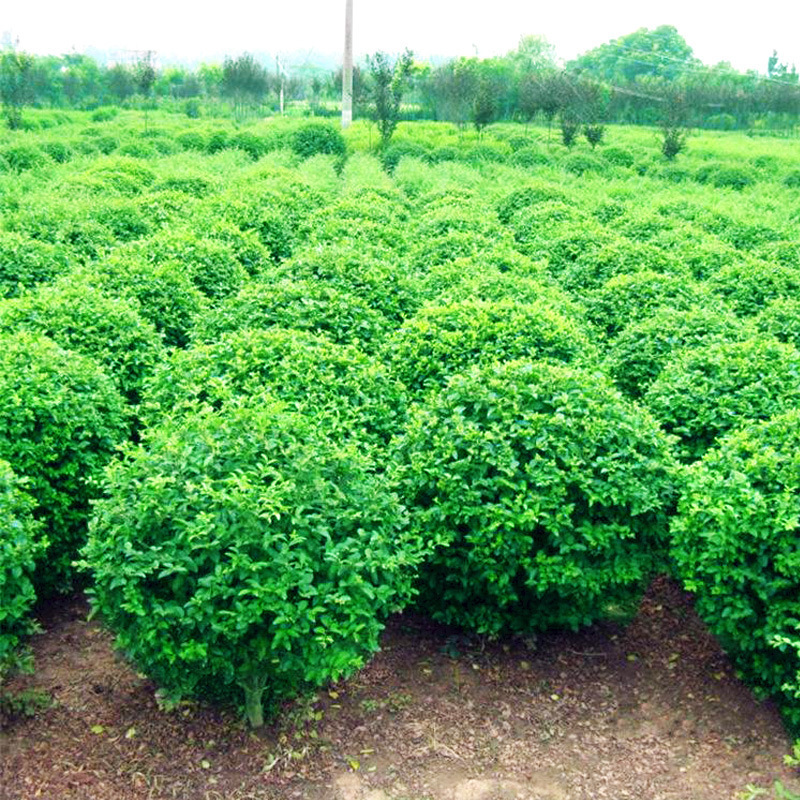 小叶女贞球形树苗庭院别墅园林绿化工程耐寒女贞花苗-阿里巴巴