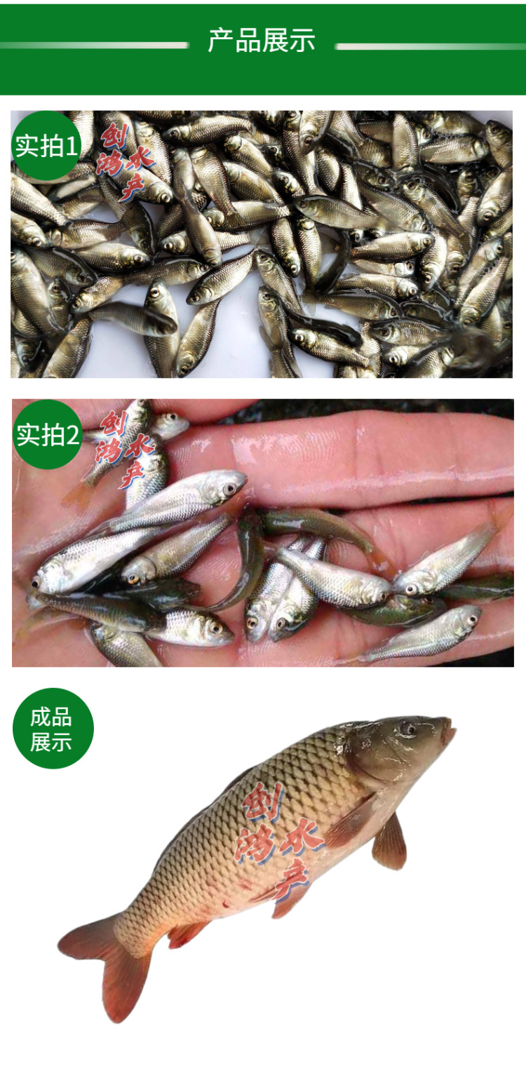 【2021新苗】鲤鱼苗 工程鲤鱼苗 建鲤苗 鲤鱼水花 供应放生鱼