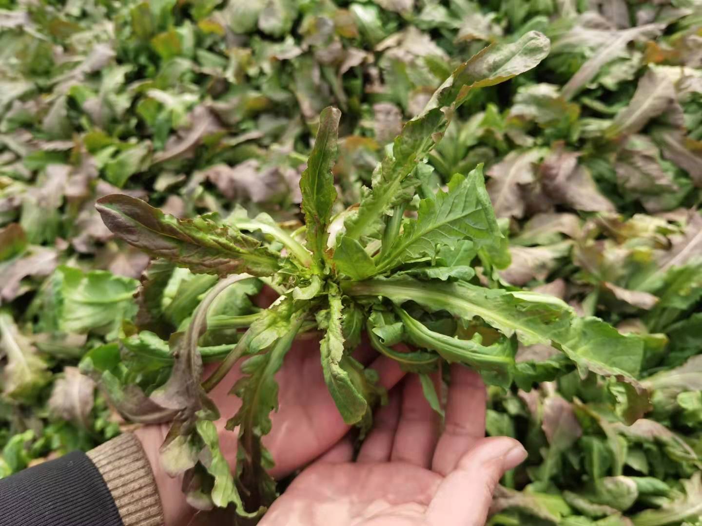 河南新鲜蔬菜现挖荠荠菜野菜馄饨饺子包子春卷馅过冬荠荠菜