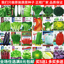 一件代发菜种籽种植蔬菜种子四季辣椒小香葱芹菜萝卜生菜菠菜韭菜