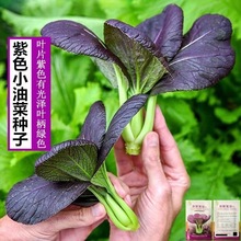 紫罗兰青菜种子紫油菜上海青紫玉油菜籽耐热四季播种蔬菜种子大全