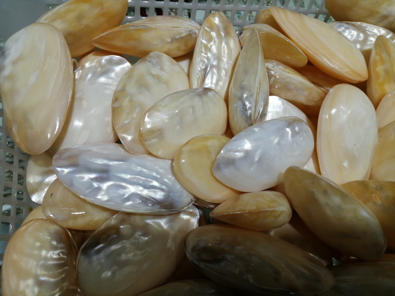 天然海螺贝壳珍珠贝把件送朋友礼物家居手工diy工艺品水滴旅游