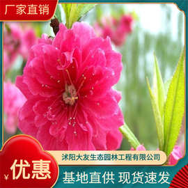 供应植物 大量现货 紫叶碧桃 红色碧桃 基地直供批发  价格优
