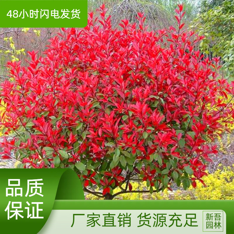 红叶石楠树苗火焰红石楠球庭院绿化苗红罗宾四季常青色块篱笆树苗