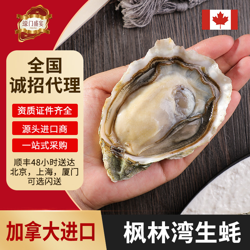 加拿大枫林湾生蚝批发 餐厅酒楼供应鲜活生蚝 全国招代理进口生蚝
