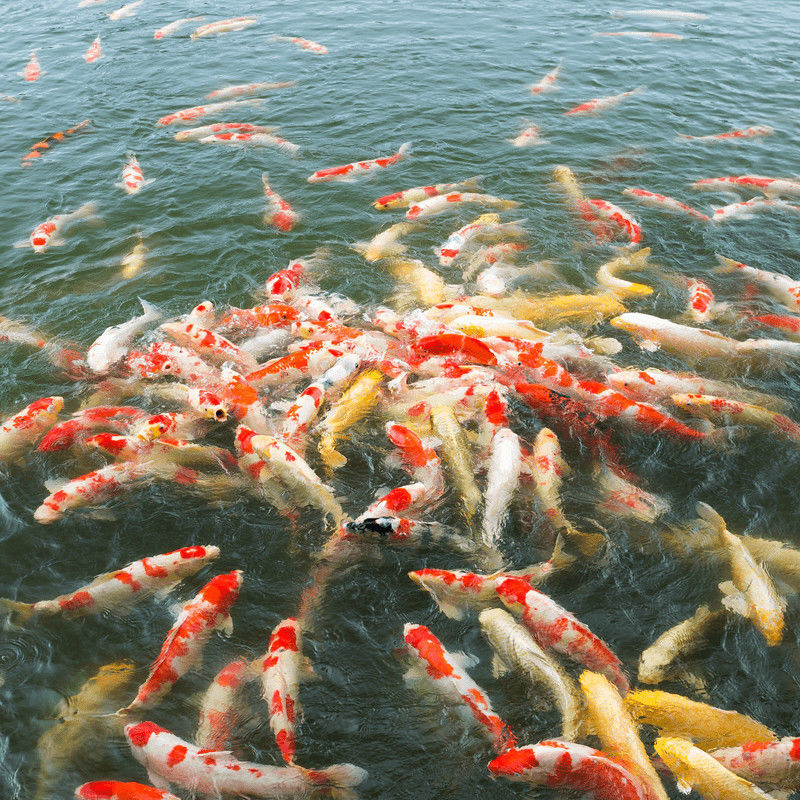 锦鲤鱼冷水淡水观赏鱼活鱼小型淡水好养红鲤鱼纯种小锦鲤鱼苗批发