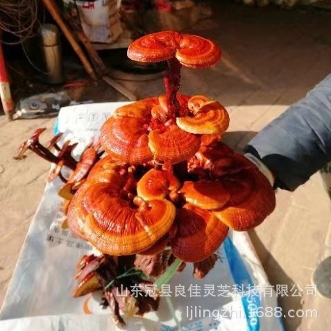 灵芝产地活体嫁接灵芝盆景款式多样现货批发-阿里巴巴