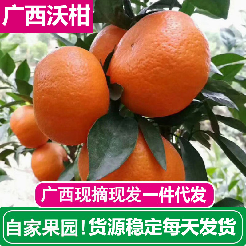 现货包邮广西正宗武鸣沃柑新鲜现摘现发超甜多汁橘子水果代发59斤