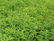 苗圃基地护坡植物紫穗槐树苗防水土流失堤防专用植物大量供应