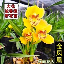 特漂亮!带花苞金凤凰兰花苗浓香型花卉绿植盆栽客厅室内好养清仓