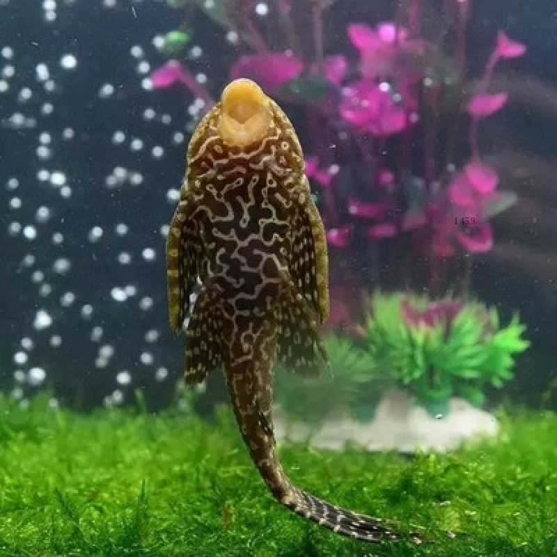 冷水清道夫吃鱼屎观赏耐活小型淡水鱼缸清洁工具鱼好养金鱼活鱼苗