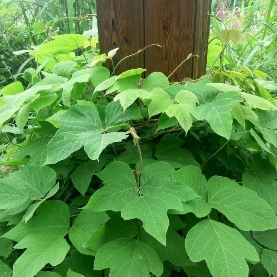 种子护坡种籽百花银背藤野葛根边坡绿化藤本植物沙土巩固爬藤