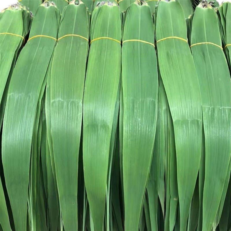 农家粽子叶芦苇叶新鲜野生粽叶纯包粽子免邮片当天现摘发-阿里巴巴