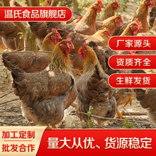 温氏生鲜鸡现杀冷链发货 农家谷物散养土鸡 生鲜鸡肉 30公斤/件