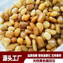现货抛光黄色鹅卵石园林建筑庭院鱼缸造景装饰精品抛光黄色雨花石