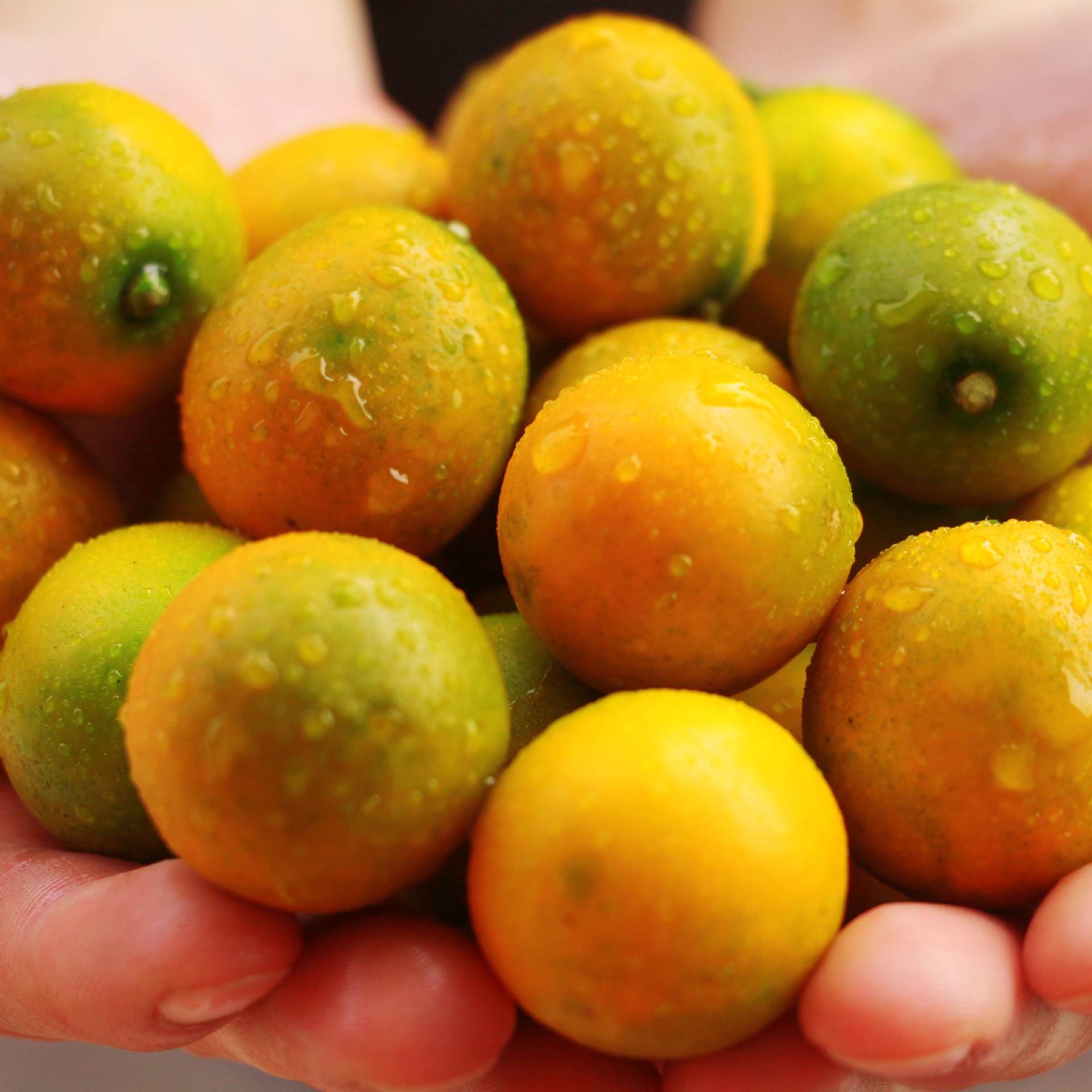新鲜水果融安金桔滑皮脆皮金桔~现摘大果5斤装-阿里巴巴