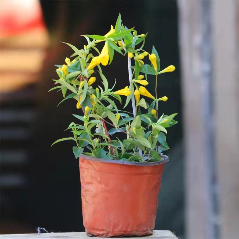 法国香水藤盆栽室内花卉飘香藤庭院茉莉花爬藤蔓植物四季开花绿植